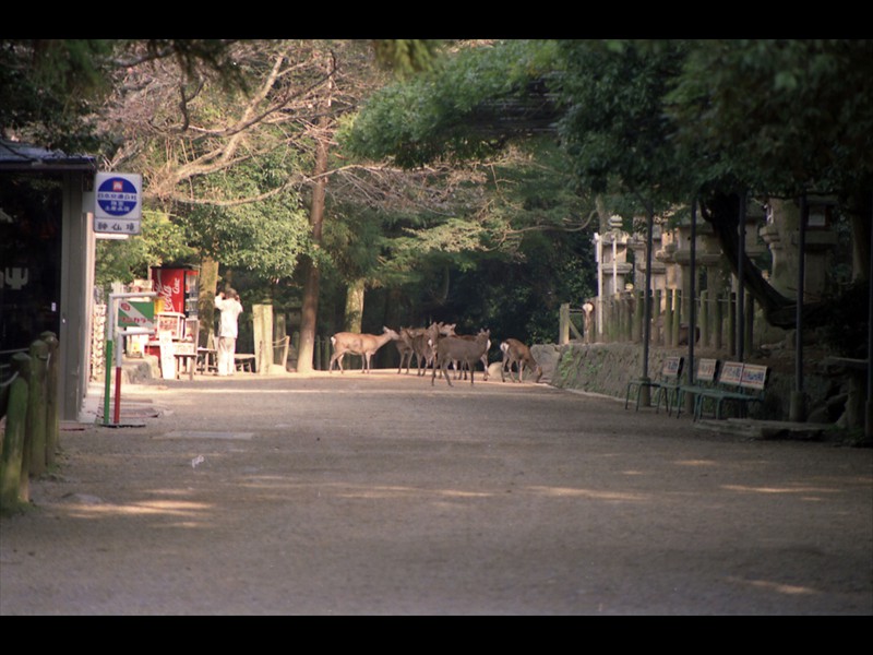 Viale del Kasuga Temple