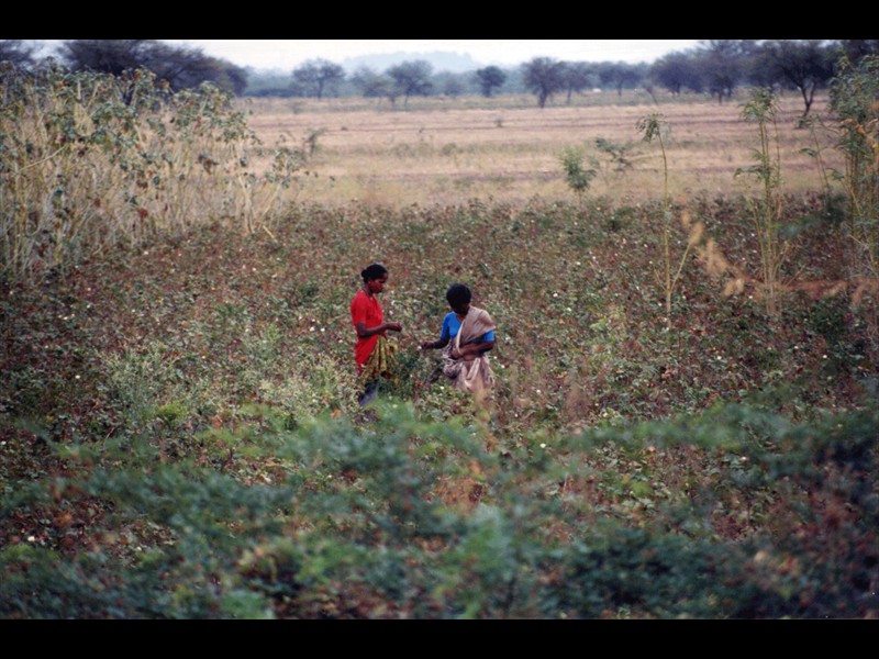 Tamil Nadu campi di cotone