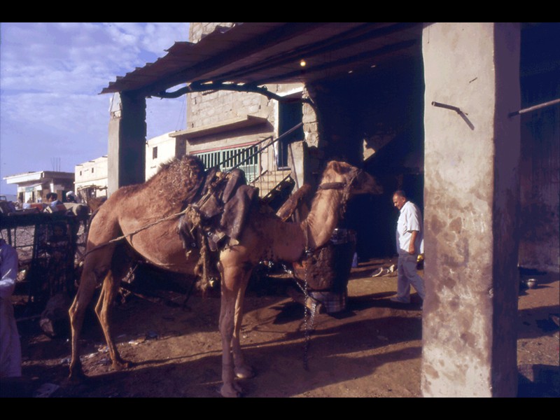 72-setttembre-95-yemen